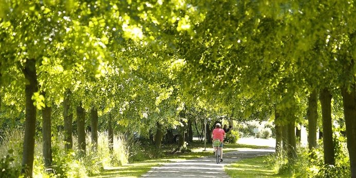 Baumallee mit Radfahrer