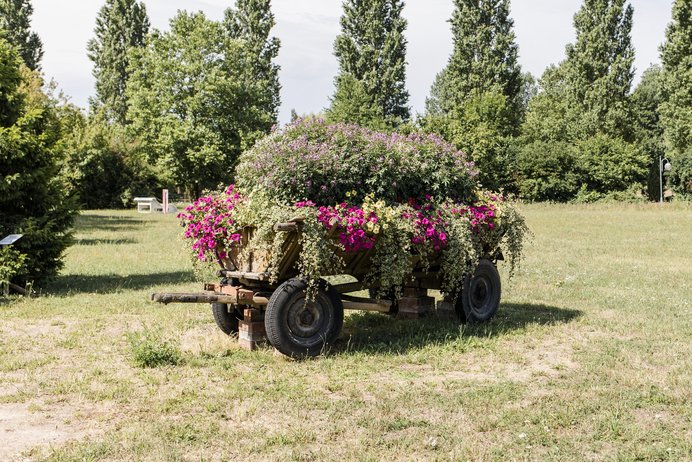 Blumen im Freizeitgelände