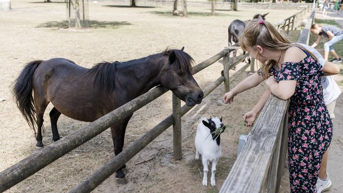 Kinder streicheln Tiere - Tiergehege am Freizeitgelände